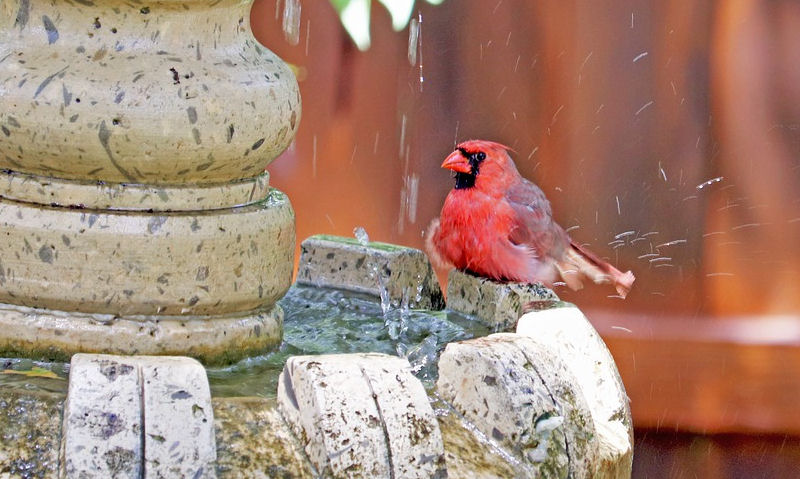 Northern Cardinal perched on rim of fountain feature bird bath