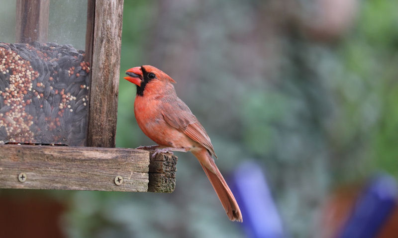 Male Northern Cardinal seen with sunflower seed in beak perched on hopper feeder