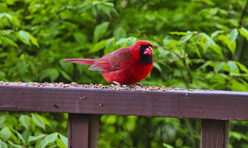 Northern Cardinal feeding on seed mix offered to him on porch railing