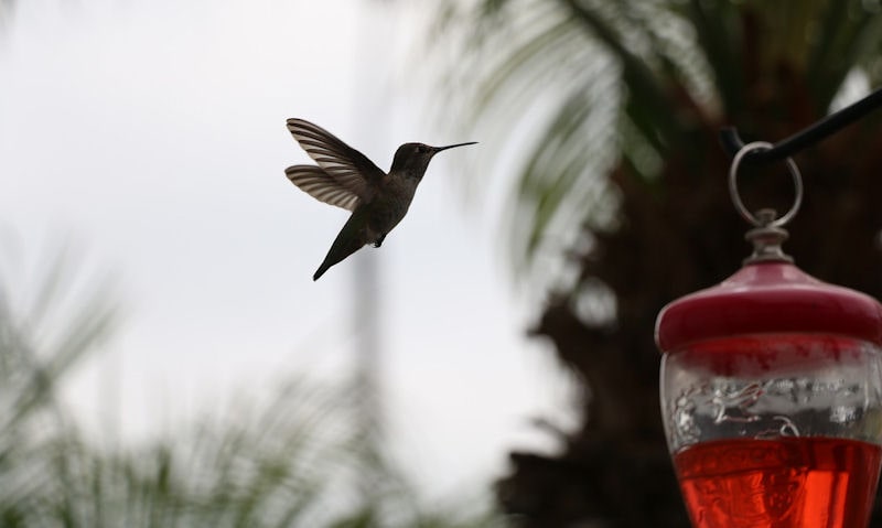 Hummer about to perch on hummingbird feeder hanging off pole