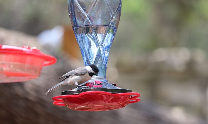 Black-capped Chickadee perched on hummingbird feeder