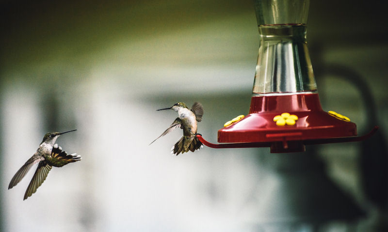 Clean feeder in use by a pair of hummingbirds