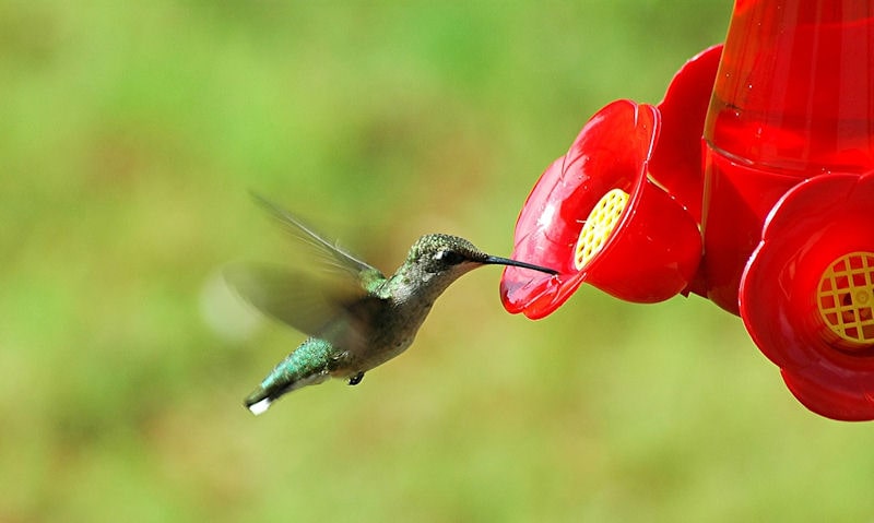 Hummingbird just within reach of sipping nectar on hummingbird feeder well