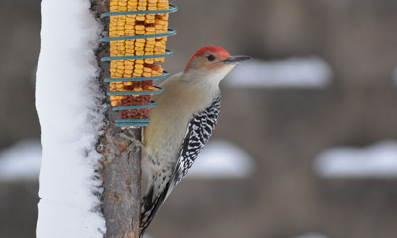 Red-bellied Woodpecker perched on tree trunk next to hanging suet cage with corn on the cob