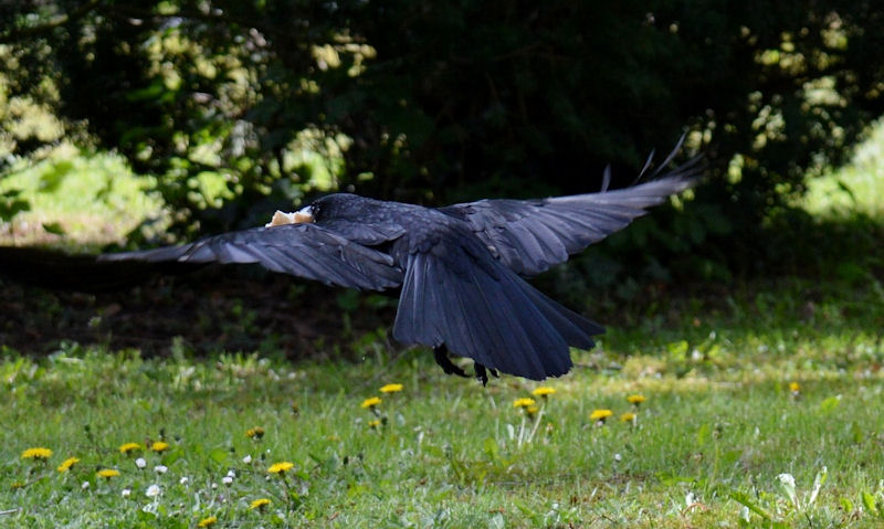 Crow in flight in slice of bread in beak