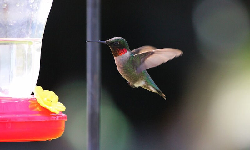 Hummingbird about to perch on this clouded over hummingbird feeder