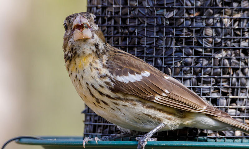 Sparrow on sunflower seed feeder, looking directly into camera lens