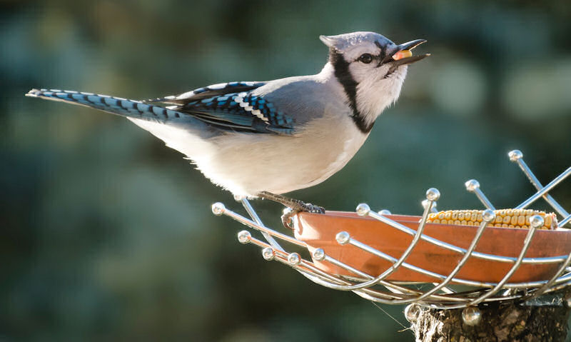 Blue Jay perched on rim of terracotta ceramic wild bird food bowl