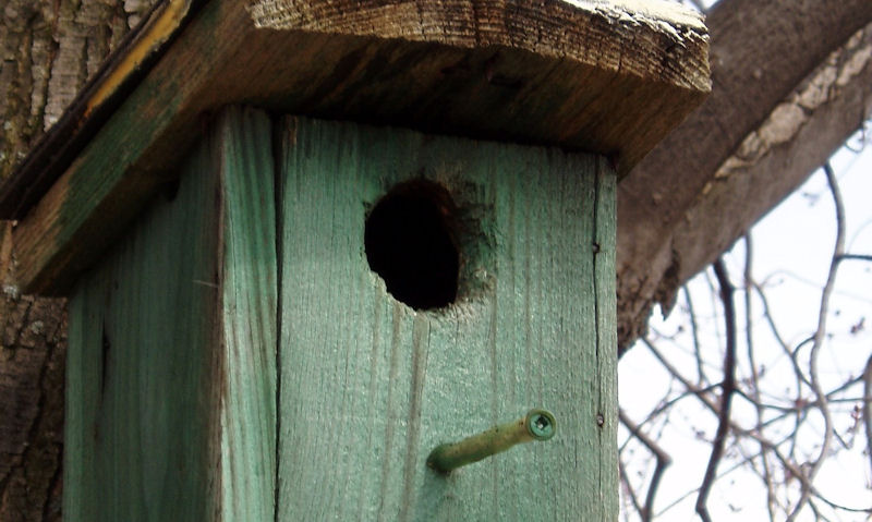 Painted green wooden birdhouse with perch attached, mounted to tree trunk