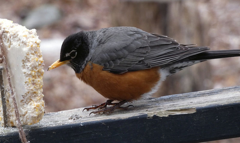 American Robin feeding on wooden post-mounted suet cake