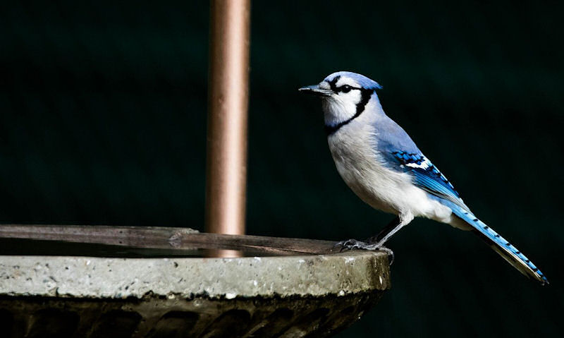 Blue Jay in full profile perched on rim of stone bird bath filled to top
