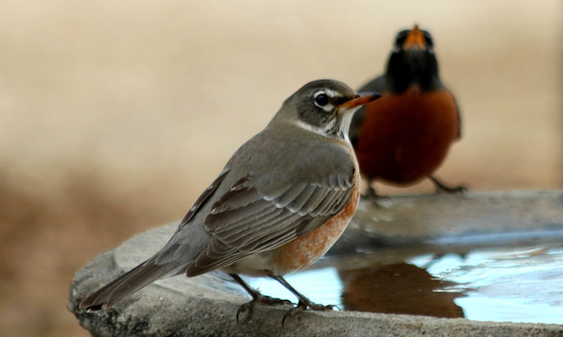 American Robins perched on rim of still water stone bird bath