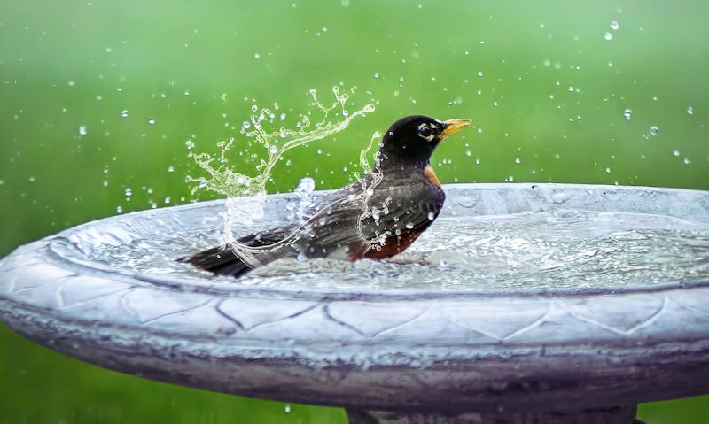 American Robin splashing in water within elevated stone bird bath on stand