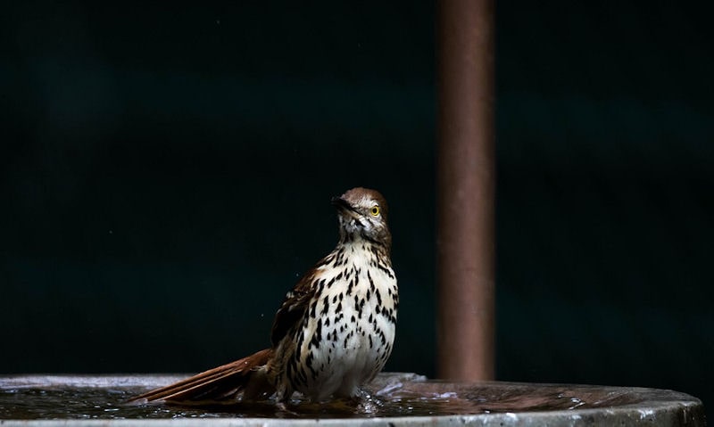 Brown Thrasher perched in a shallow metal bird bath bowl