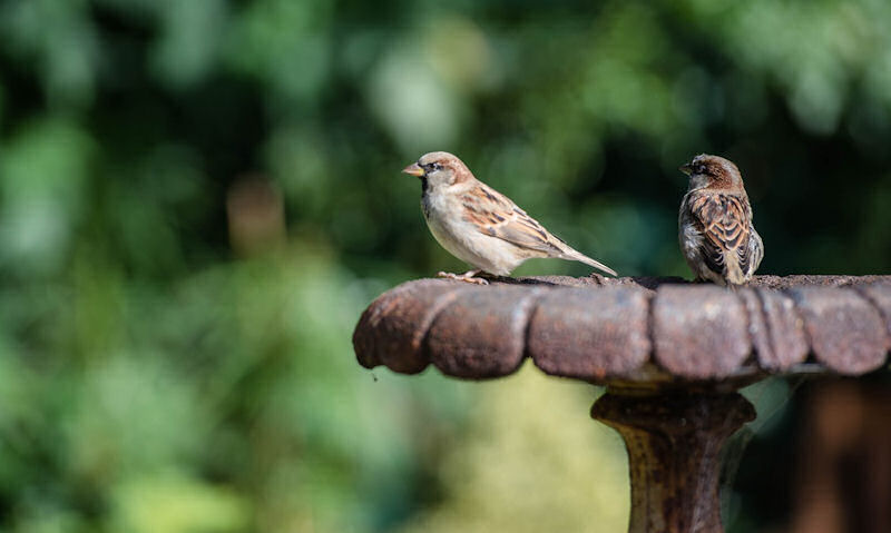 Sparrows occupy old, dried up cast iron bird bath on stand