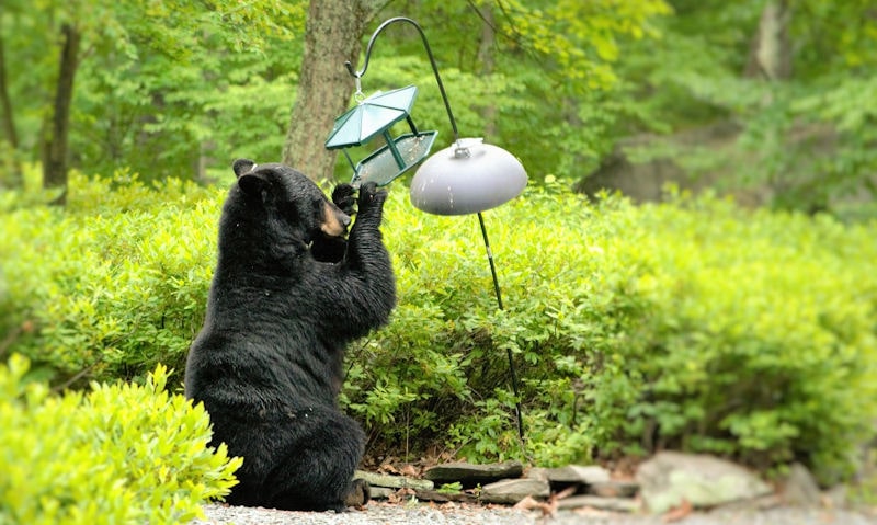 Black bear is seen pulling over a bird feeding platform hanging off a shepherd's hook