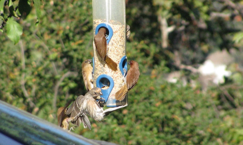 Many Sparrows seen congregating on hanging seed tube bird feeder