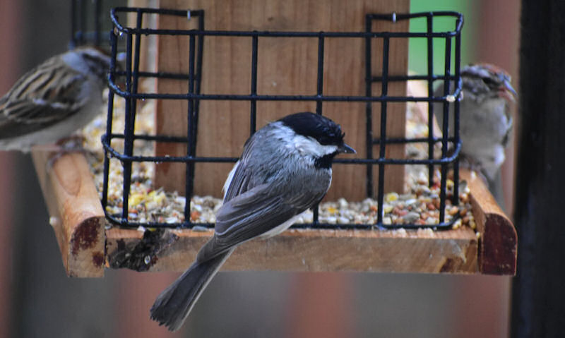 Black-capped Chickadee perched on messy hopper bird feeder