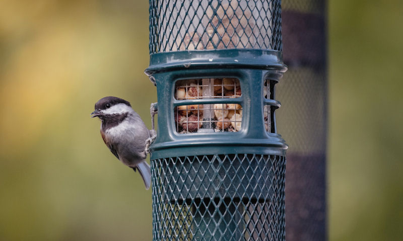 Black-capped Chickadee clinging onto peanut feeder without a perch