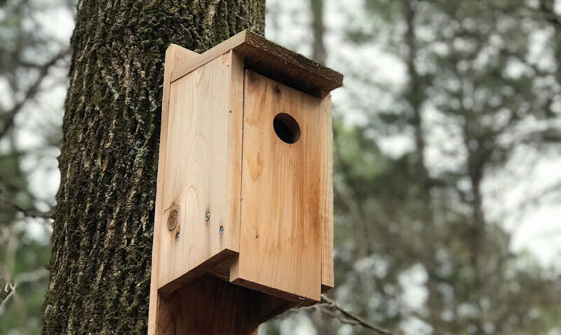 Wooden birdhouse mounted to tree trunk in sense woodlands