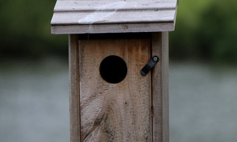 Made in wood birdhouse mounted on post, with large entry hole