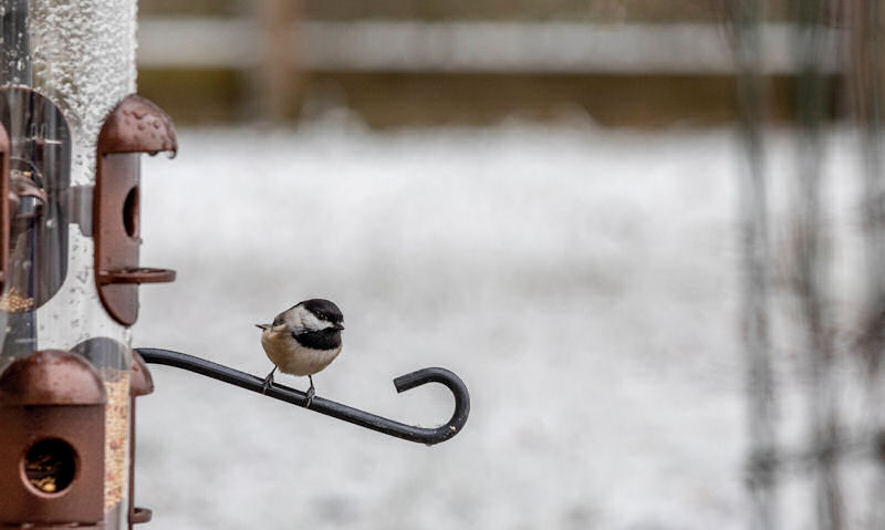 Black-capped Chickadee perched on rain soaked seed bird feeder
