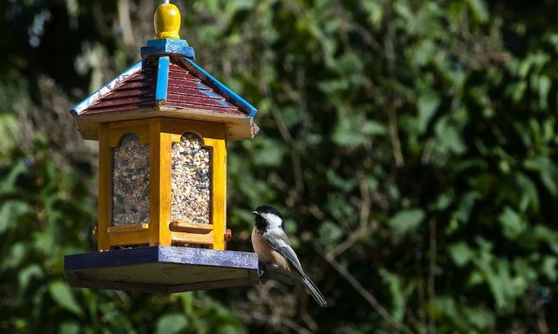 Black-capped Chickadee perched on brightly painted seed bird feeder