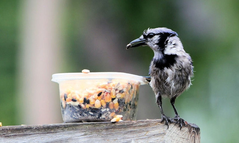 Wet, hungry Blue Jay perched next to container full of seeds and corn kernels