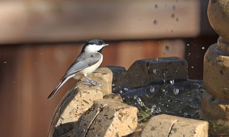 Do birds like fountain bird baths