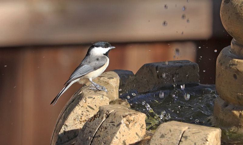 Chickadee perched on rim of fountain bird bath