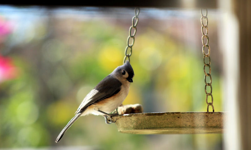 Tufted Titmouse perched on rim of small metal hanging bird bath