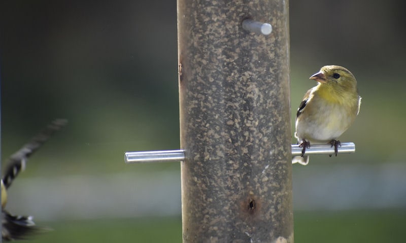 American Goldfinch perched on hanging clear tube seed feeder