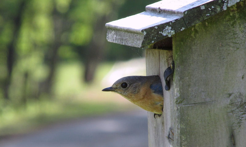 Adult Eastern Bluebird poking head out of bird house entry hole, in profile shot
