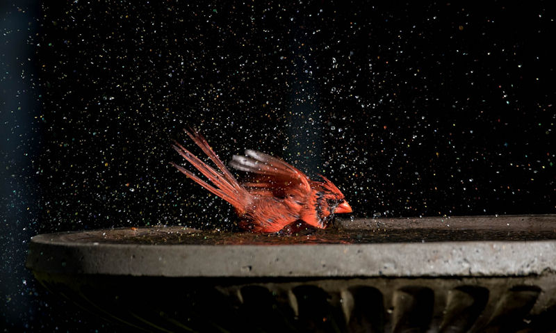 Adult male Northern Cardinal frolicking with splashes of water seen in stone bird bath