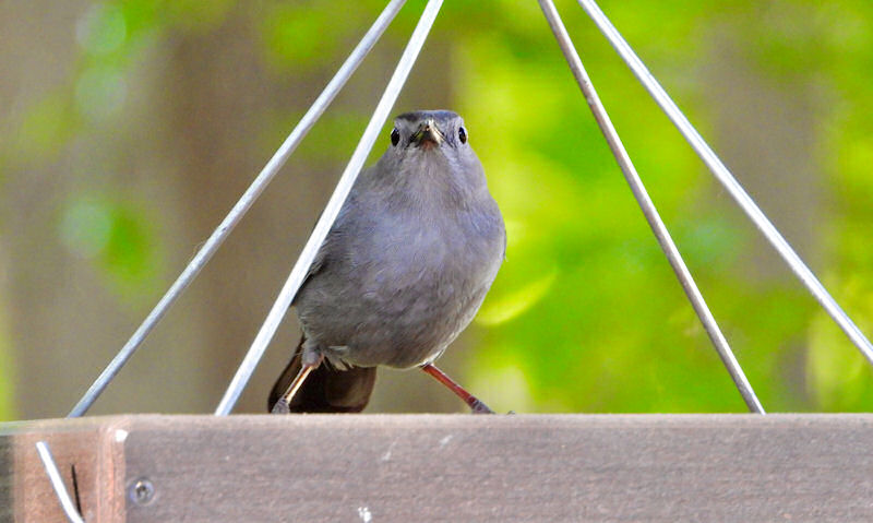 Gray Catbird perched on ledge of suspended wooden platform bird feeder
