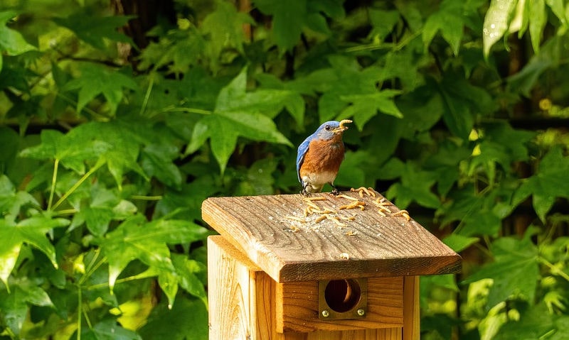 Eastern Bluebird perched near pile of dried mealworms situated on top of unoccupied post mounted bird house