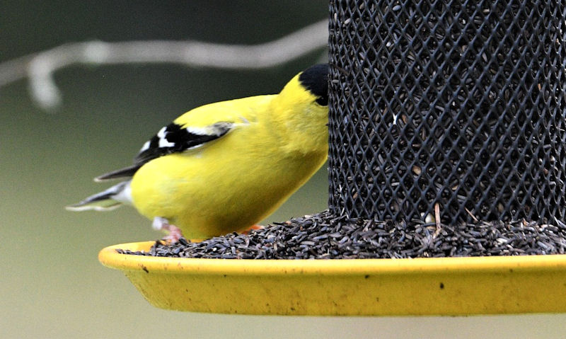 Several American Goldfinches perched on thistle seed bird feeder