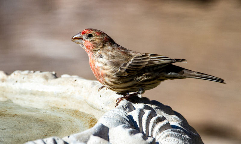 House Finch perched on rim of stone bird bath