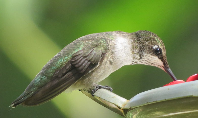 Do Hummingbird feeders attract ants