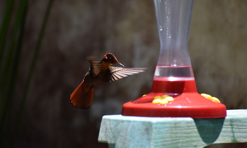 Rufous Hummingbird approaching feeder placed on railing