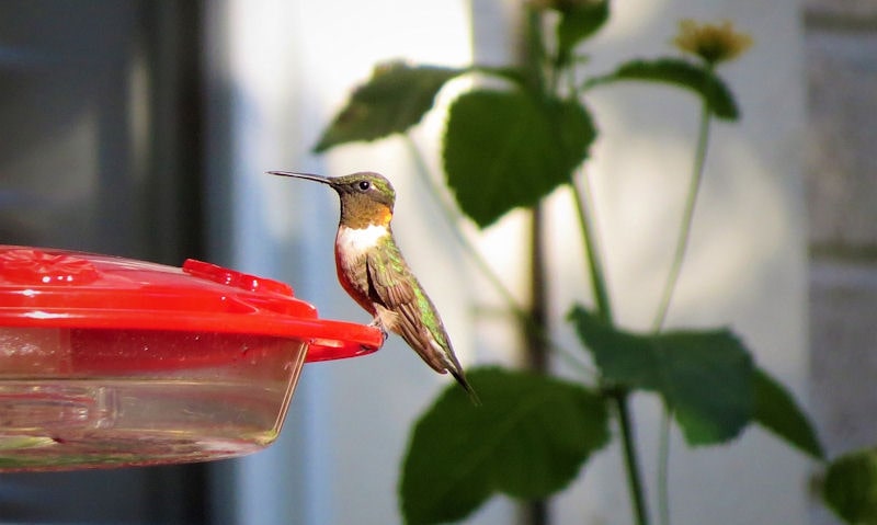 Hummingbird perched on feeder with sun shining bright in background