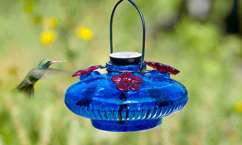 Hummer approaching hanging blue glass hummingbird feeder with red port wells