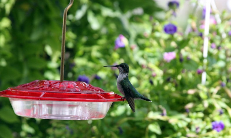 Solitary Ruby-throated Hummingbird perched on saucer feeder in yard