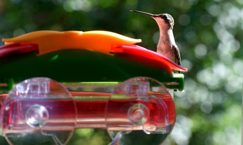 Ruby-throated Hummingbird perched on window feeder, visible inside home