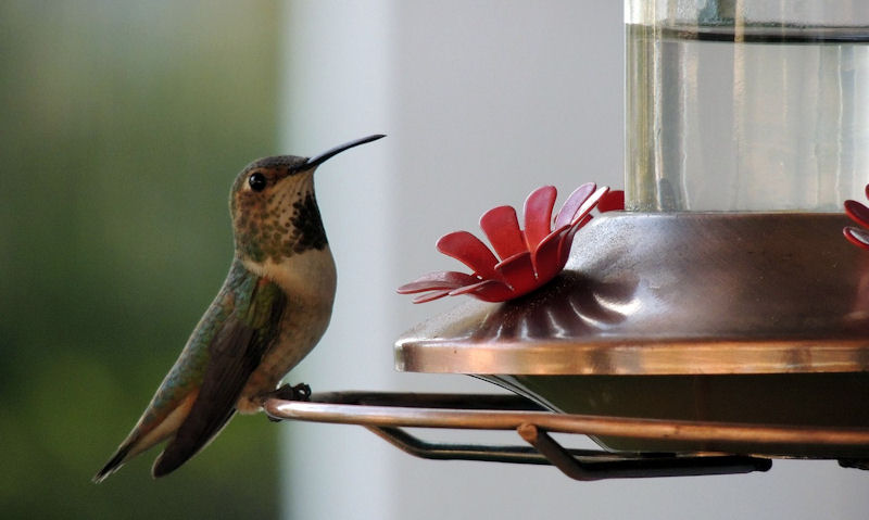 Hummer perched on hanging bronze color hummingbird feeder with red imitation red flower port well