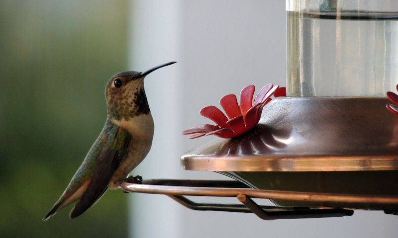 Do Hummingbirds prefer feeders with perches