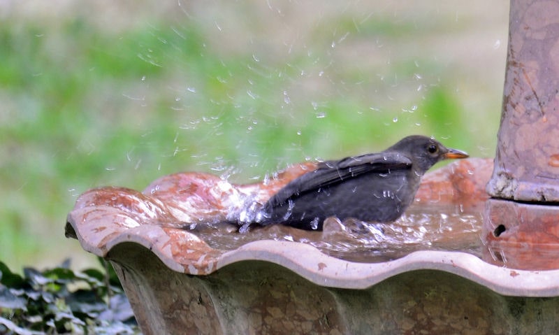 Blackbird frolicking in decorative metal bird bath