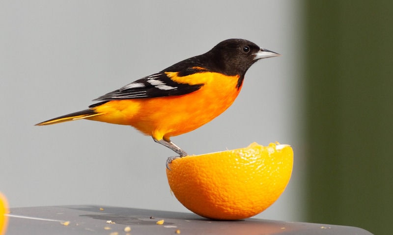 Hooded Oriole perched on top of cut in half orange, placed on surface of outdoor table