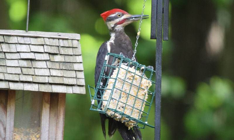 Pileated Woodpecker on small suet cake feeder hung off bird feeding station