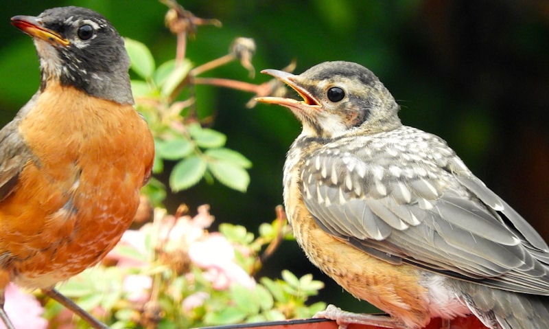 Robin with fledgling perched on bird food dish in yard